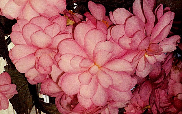 B. ‘Pink Cascade’